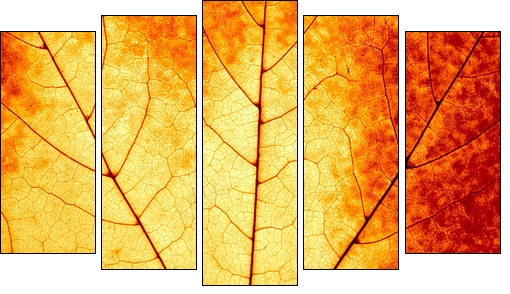 Autumnal background - macro of a colorful maple leaf - Five-piece canvas, Pentaptych