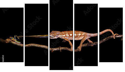 Treffer - Five-piece canvas, Pentaptych