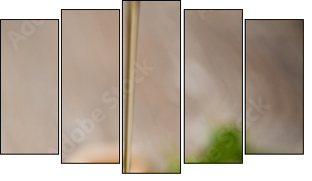 wild honey - Five-piece canvas, Pentaptych