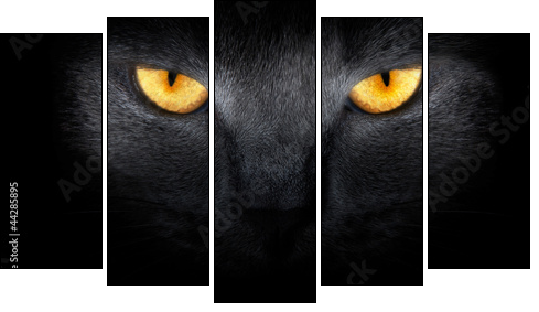View from the darkness. muzzle a cat on a black background. - Five-piece canvas, Pentaptych