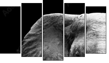 Elephant Close Up - Five-piece canvas, Pentaptych