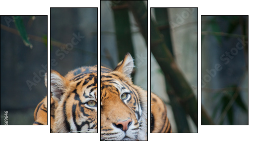 Endangered Sumatran Tiger - Five-piece canvas, Pentaptych
