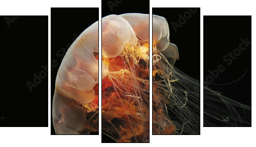 Lion's Mane Jelly - Five-piece canvas, Pentaptych