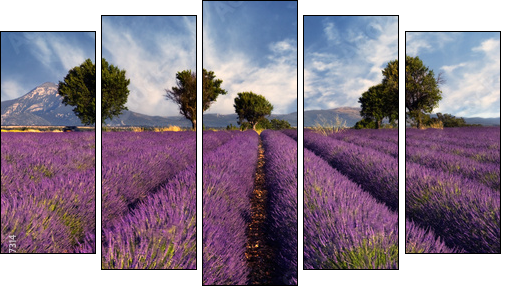 Lavender field in Provence, France - Five-piece canvas, Pentaptych