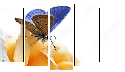 blue butterfly isolated on white background - Five-piece canvas, Pentaptych