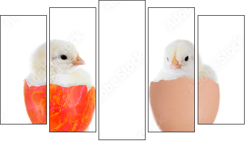 Zwei KÃ¼ken im Ei - Five-piece canvas, Pentaptych