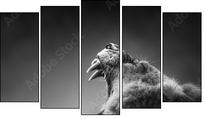Lion displaying dangerous teeth - Five-piece canvas, Pentaptych