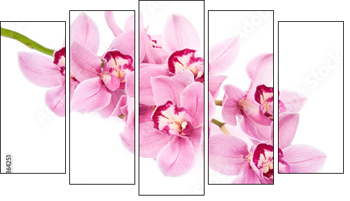 pink orchid flowers isolated - Five-piece canvas, Pentaptych