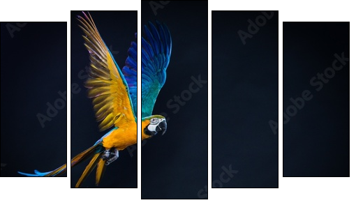 Colourful flying Ara on a dark background - Five-piece canvas, Pentaptych