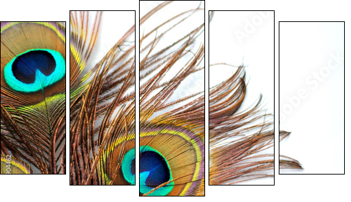 Three peacock feathers - Five-piece canvas, Pentaptych