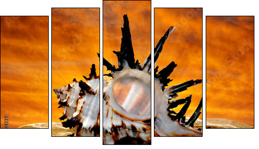 Conch shell on beach in the sunset - Five-piece canvas, Pentaptych