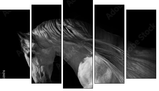 horse portrait on a dark background - Five-piece canvas, Pentaptych