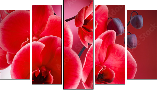orquÃ­deas rojas con fondo y agua - Five-piece canvas, Pentaptych