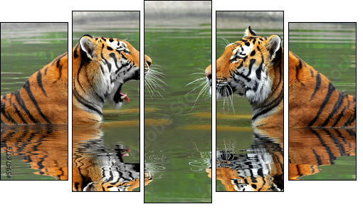 Siberian Tigers in water - Five-piece canvas, Pentaptych