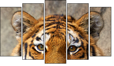 Tiger face up close - Five-piece canvas, Pentaptych