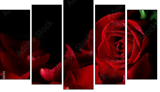 Red rose - Five-piece canvas, Pentaptych