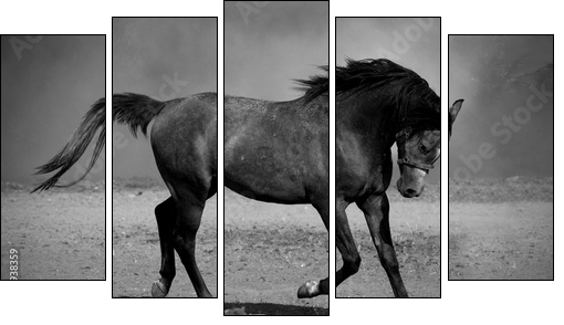 Galloping black horse - Five-piece canvas, Pentaptych