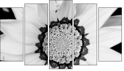 Closeup of bright yellow gazania flower - Five-piece canvas, Pentaptych