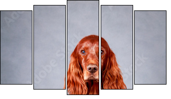 Red irish setter dog - Five-piece canvas, Pentaptych