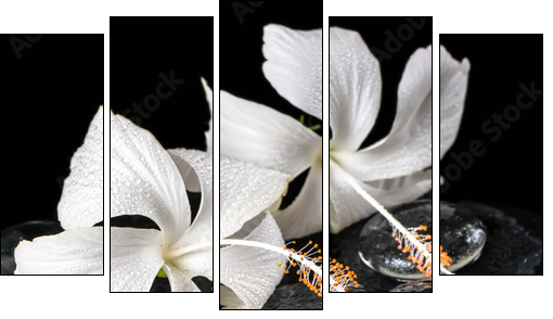 Beautiful cryogenic spa concept of delicate white hibiscus, zen - Five-piece canvas, Pentaptych
