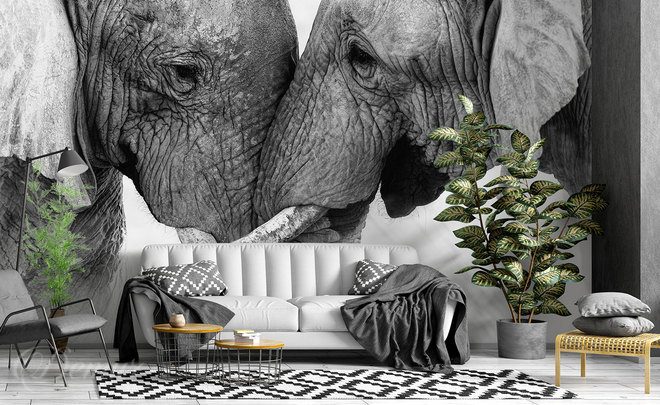 Laska-velka-jako-samotny-slon-afrika-fototapety-demur